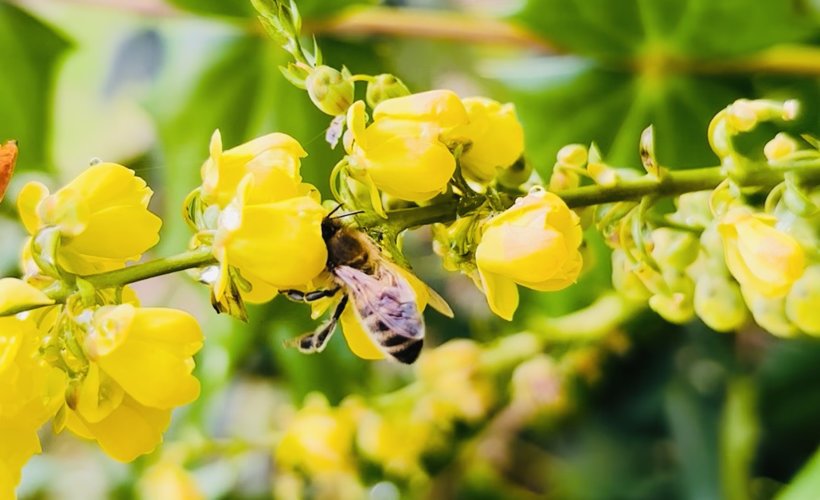 A honey bee gathering pollen on yellow flowers