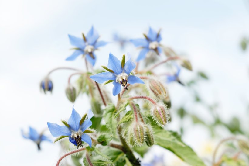 Borage Oil