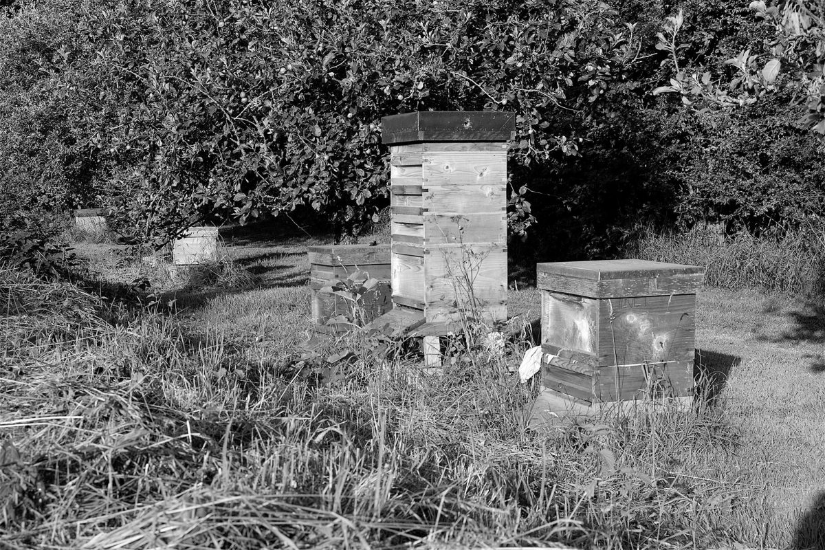 is honey vegan